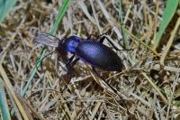Carabus violaceus purpurascens