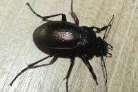 Carabus nemoralis