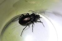 Carabus nemoralis