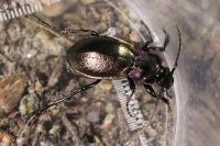 Carabus nemoralis