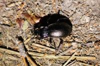 Carabus nemoralis