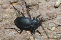 Carabus problematicus