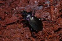 Carabus nemoralis
