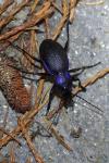 Carabus problematicus