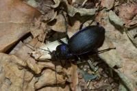 Carabus violaceus purpurascens