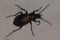 Carabus granulatus