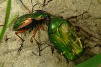 Carabus auratus