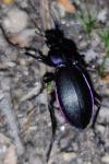 Carabus violaceus purpurascens