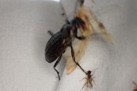 Carabus granulatus