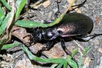 Carabus nemoralis