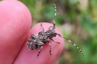 Mesosa nebulosa