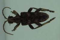 Rhagium sycophanta