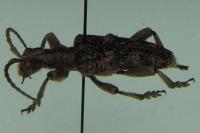 Rhagium sycophanta
