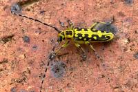 Saperda scalaris