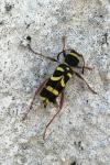 Clytus arietis