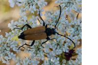 Stictoleptura fulva