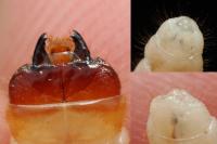 Rhagium inquisitor