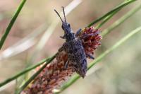 Rhagium inquisitor
