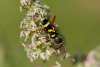 Clytus arietis