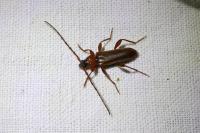 Phymatodes testaceus