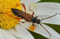 Stenopterus rufus
