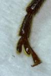 Arhopalus rusticus
