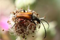 Pseudovadonia livida
