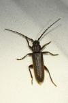 Arhopalus rusticus