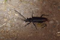 Cerambyx cerdo
