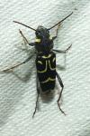 Xylotrechus antilope