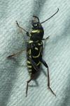 Xylotrechus antilope