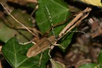 Saperda carcharias
