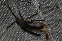 Prionus coriarius