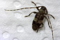 Leiopus linnei/nebulosus