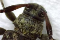 Leiopus linnei/nebulosus