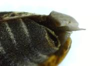 Leiopus linnei/nebulosus