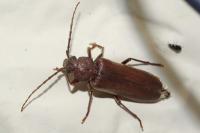 Arhopalus rusticus