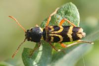 Xylotrechus arvicola