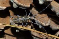 Monochamus galloprovincialis