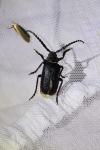 Prionus coriarius