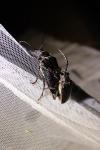 Prionus coriarius