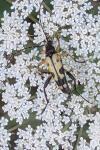 Rutpela maculata