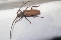 Aegosoma scabricorne
