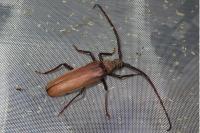 Aegosoma scabricorne