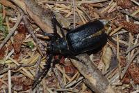 Prionus coriarius