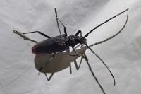 Cerambyx cerdo