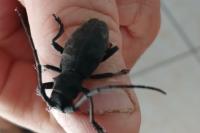 Morimus asper