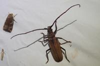 Aegosoma scabricorne