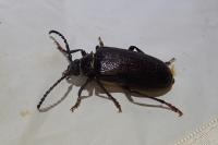 Prionus coriarius
