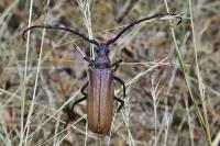 Aegosoma scabricorne